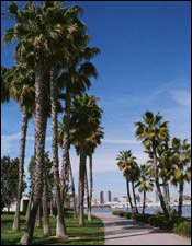 Palm trees lining Coronado boardwalk with views of San Diego skyline in the distance.